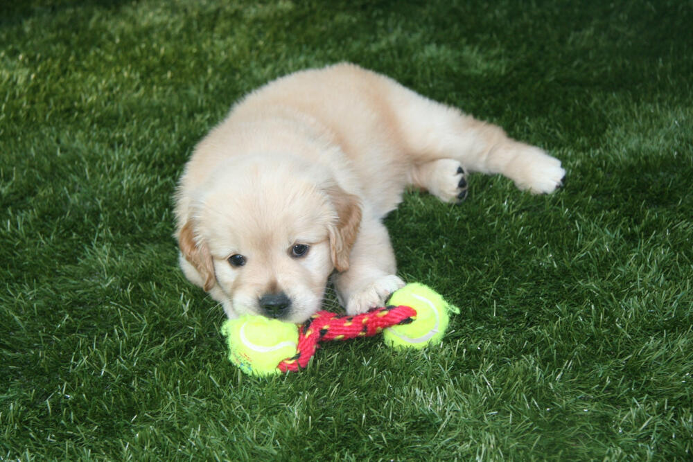 Kennewick artificial turf for dogs